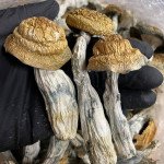 Golden Teacher (Mushrooms)