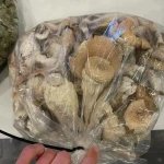 Magic Mushroom [ Golden teachers ]