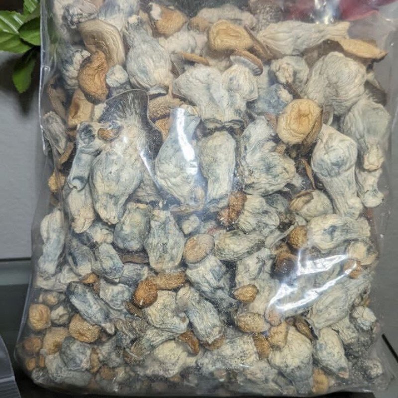 Golden Teacher (Mushrooms)